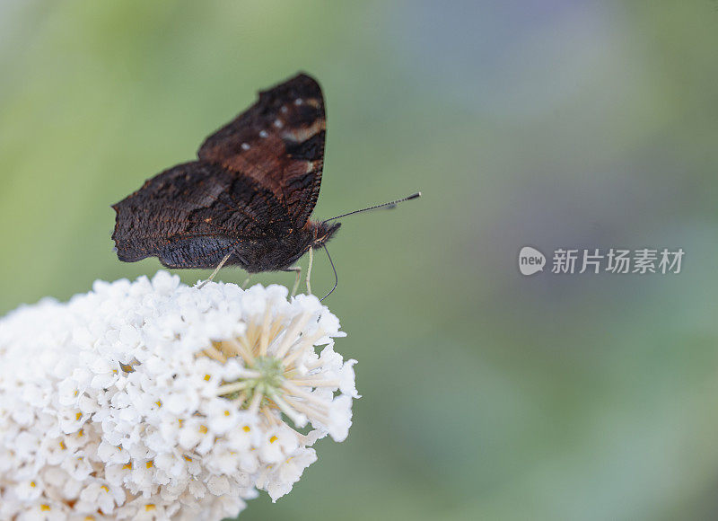 孔雀蝴蝶, Aglais io